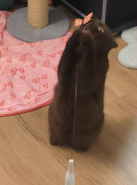 <h2>Älskad av hundratals kattägare runtom i hela landet.</h2>