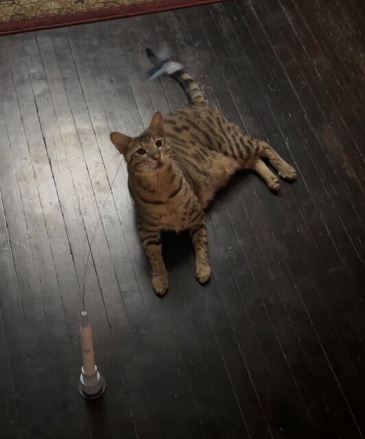 <h2>Älskad av hundratals kattägare runtom i hela landet.</h2>